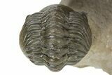 Flying Paralejurus Trilobite With Reedops - Atchana, Morocco #232853-9